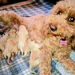 C - Apricot female Goldendoodle puppy in Hendersonville, Tennessee from Ben's Best Buddy Goldendoodles