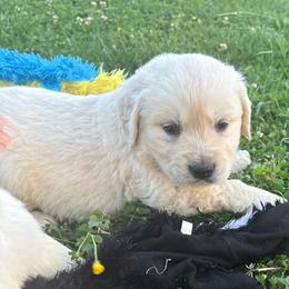 Blue - Light golden male Golden Retriever puppy in Grant County, Indiana from On The Sunny Side Pavey Farms