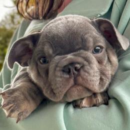 Dolly - Blue female French Bulldog puppy in Courtland, Alabama from Ponderosa Frenchies and Cavapoo’s