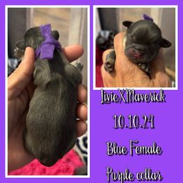 Purple collar - Blue female Shih Tzu puppy in Kosciusko, Mississippi from The Dog House LLC
