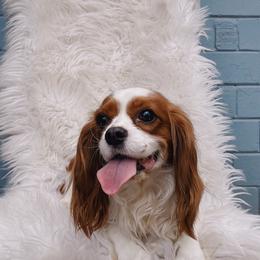 COCOBELLA - Cavalier King Charles Spaniel