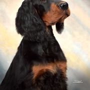 Gordon Setter Puppies from Dreamcatcher Kennel