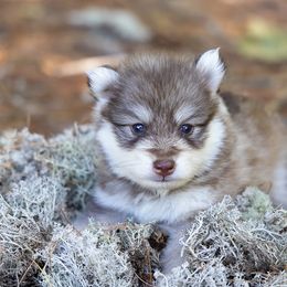 Ion - Red and white male Pomsky puppy in Moultonborough, New Hampshire from Foxfire Arctic Spitz