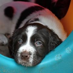 Drentsche Patrijshond and Spinone Italiano Puppies from Two Gun Kennels