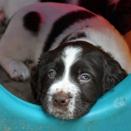 Drentsche Patrijshond and Spinone Italiano Puppies from Two Gun Kennels