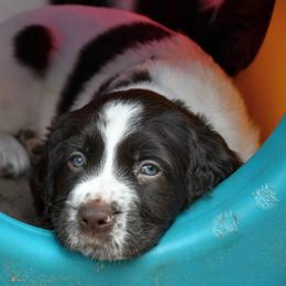 Drentsche Patrijshond and Spinone Italiano Puppies from Two Gun Kennels