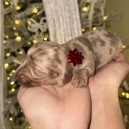 Dachshund Puppies from Doodle Bugs Doxies