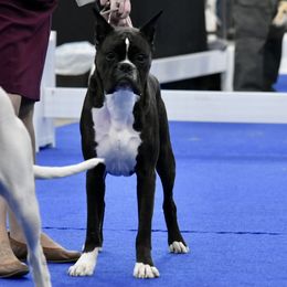 Boxer All Grown Up from Bluegrass Brawn Boxers