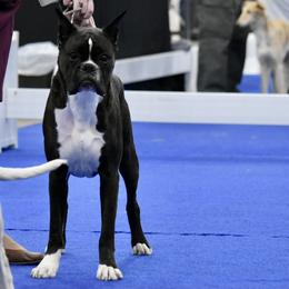 Boxer All Grown Up from Bluegrass Brawn Boxers