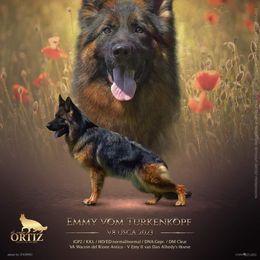 Emmy - German Shepherd