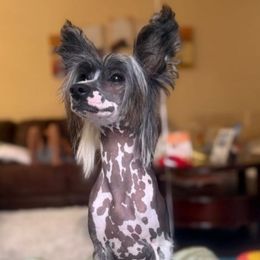 Benny - Chinese Crested