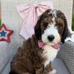 Kooper - Sable male Bernedoodle puppy in Perrysville, Ohio from Pleasant Valley Bernedoodles