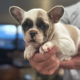 Cloud - Brindle female French Bulldog puppy in Rapid City, South Dakota from Frontier Frenchies, LLC