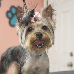 Mia - Yorkshire Terrier
