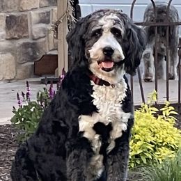 Gracie - Bernedoodle