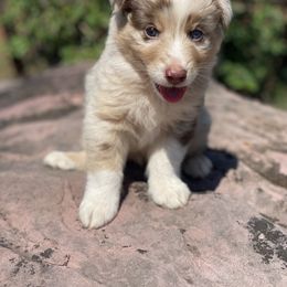 Australian Shepherd Puppies from 3 Crosses Kennels
