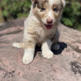 Australian Shepherd Puppies from 3 Crosses Kennels