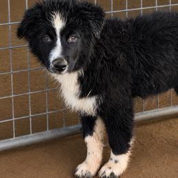 Remedy - Black & white female Australian Shepherd puppy in Mineral Wells, Texas from A6 Australian Shepards