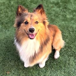 Butters - Pembroke Welsh Corgi