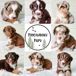 Miniature Australian Shepherd and Toy Australian Shepherd Puppies from Pineywoods Pups