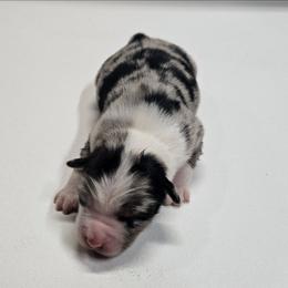 Willys - Blue merle male Miniature Australian Shepherd puppy in Orrtanna, Pennsylvania from Mountain Top Shepherd's