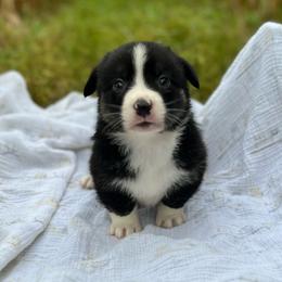 Yosemite - Black and white male American Corgi puppy in Hope, Arkansas from Foxy Knoll Farm