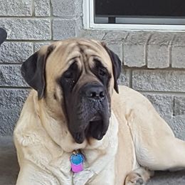 Ona - Mastiff