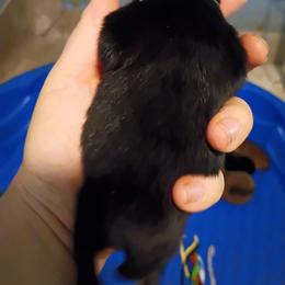 Sage collar boy - Tri-colored male Pomeranian puppy in Parthenon, Arkansas from Michelle's Poms
