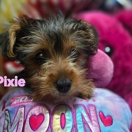 Pixie - Black and tan female Yorkshire Terrier puppy in Conyers, Georgia from Furrever Puppy Co.