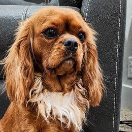 Cavalier King Charles Spaniels and Cavapoos from Heart Mountain Cavaliers