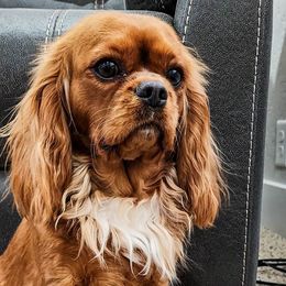 Cavalier King Charles Spaniels and Cavapoos from Heart Mountain Cavaliers