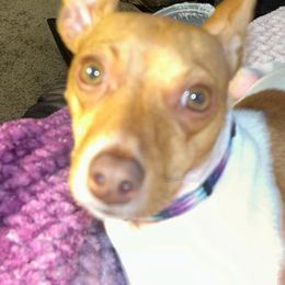 Toy Fox Terrier All Grown Up from Carr's Edition Toy Fox Terriers