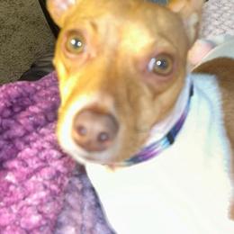 Toy Fox Terrier All Grown Up from Carr's Edition Toy Fox Terriers