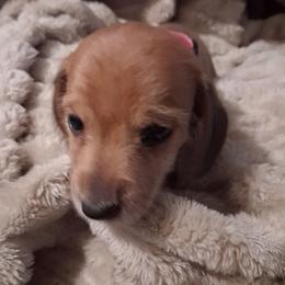 Roxie (pink) - Red female Dachshund puppy in Martinsville, Indiana from Kary's Mini Doxie Kuddles