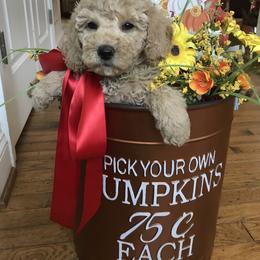 Australian Labradoodle Puppies from Wild Daisy Labradoodles