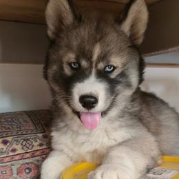 Droggo - Black tan and white male Siberian Husky puppy in Auburn, Washington from Black Diamond Siberian Huskies
