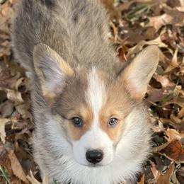 Pembroke Welsh Corgi Puppies from Cadenza Corgis