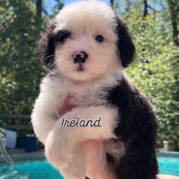 Ireland - Black and white female Sheepadoodle puppy in Rocky Point, North Carolina from CelticDoods