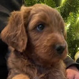 Milk Dud - Bernedoodle puppy in Kansas City, Missouri from Kansas City Doodles
