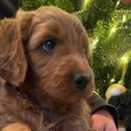 Milk Dud - Bernedoodle puppy in Kansas City, Missouri from Kansas City Doodles