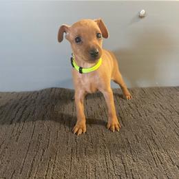 Dough - Stag red male Miniature Pinscher puppy in Lancaster, Missouri from White Stone Ranch
