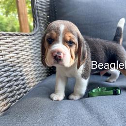 Boone - Black tan and white male Beagle puppy in Monticello, Georgia from Beaglelove