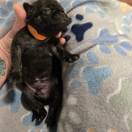 Boy 4 - Brindle male Pug puppy in Auburn, Kentucky from Prentice Family Pugs, Bugs & Corgis