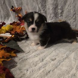 Rosie - Black and tan female Pembroke Welsh Corgi puppy in Anton, Texas from X Bar's Lil Legs of Texas