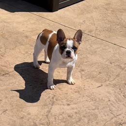 French Bulldog Puppies from Luvafrenchbulldog