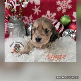 Aggie - Cream male Dachshund puppy in Hockley, Texas from Shans Down Home Doxies