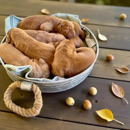 7th Male - Dark golden male Golden Retriever puppy in Ohatchee, Alabama from The Golden Life