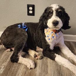 Bernedoodles from Beachwalk Bernedoodles