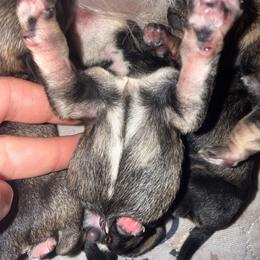 Snickerdoodle - Black and silver female Miniature Schnauzer puppy in Fort Worth, Texas from Sissy’s Schnauzers