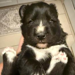 Vesuvius - Black and white male Siberian Husky puppy in Florence, Kentucky from Moonlight Howl Huskies